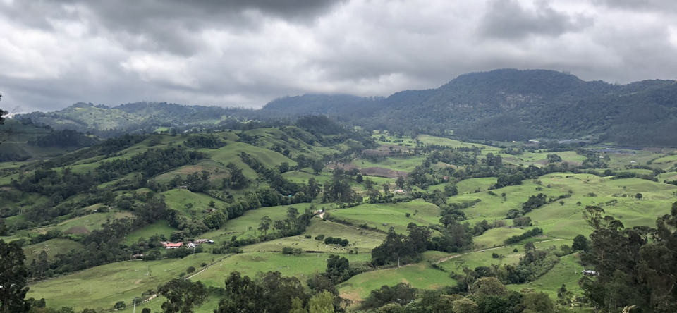 Manejo eficiente de praderas para sistemas bovinos del trópico alto colombiano