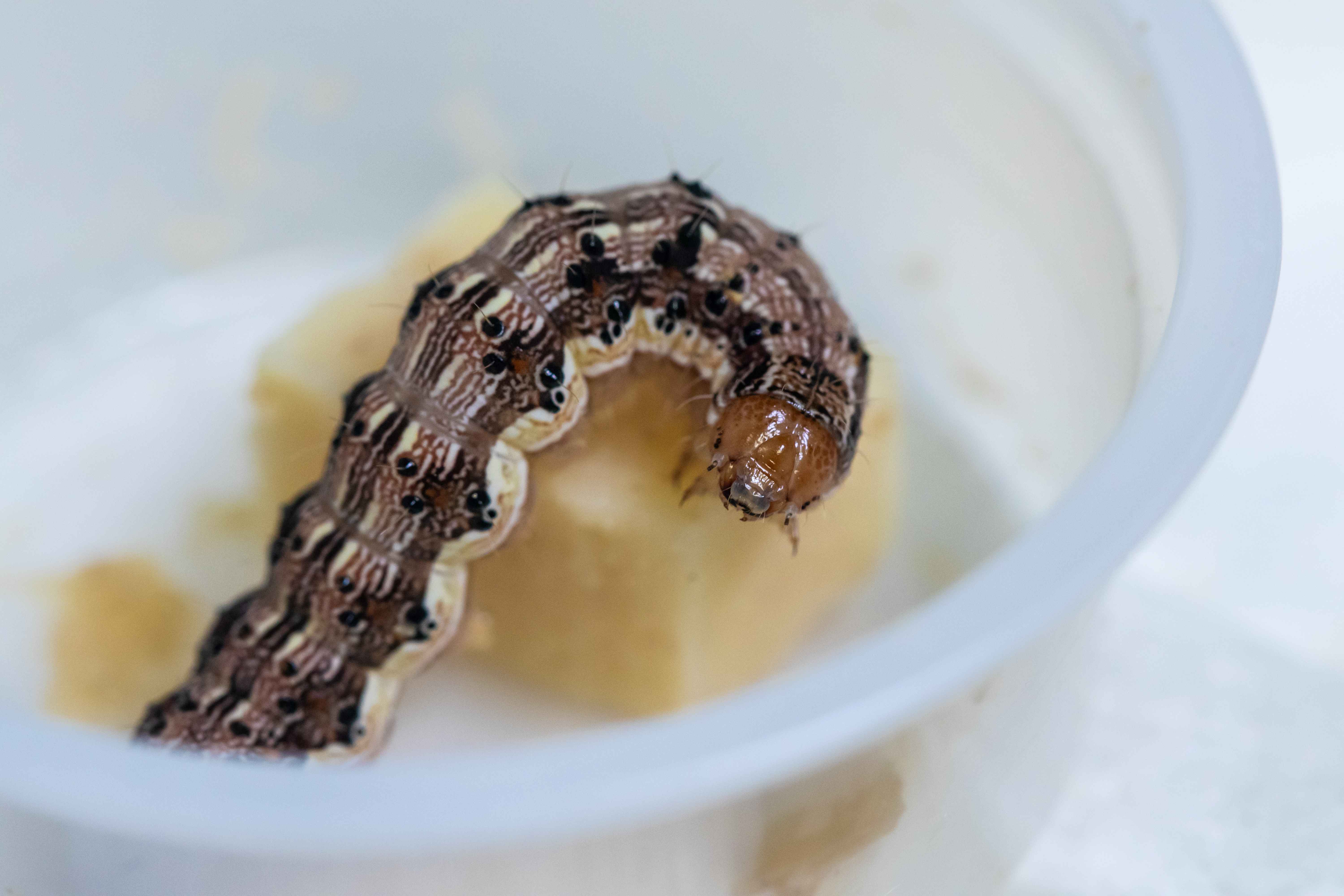 Estandarización de crías de insectos y buenas prácticas en laboratorios