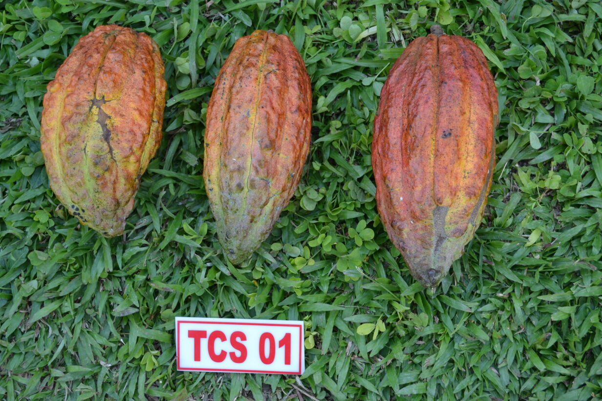 Análisis sensorial con énfasis en licor de cacao Fase II